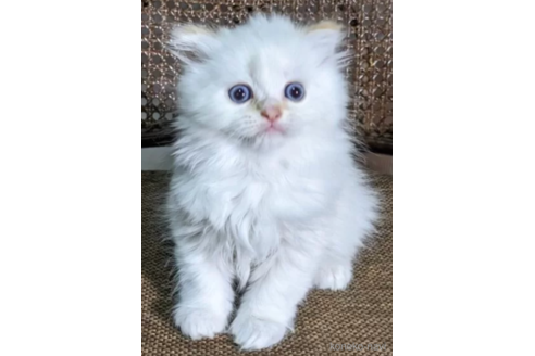 ミヌエットの子猫を探す｜子猫ブリーダーナビ